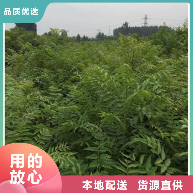 香椿苗,蓝莓苗细节之处更加用心