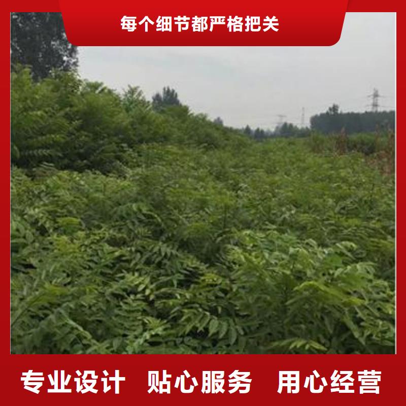 香椿苗板栗苗推荐厂家