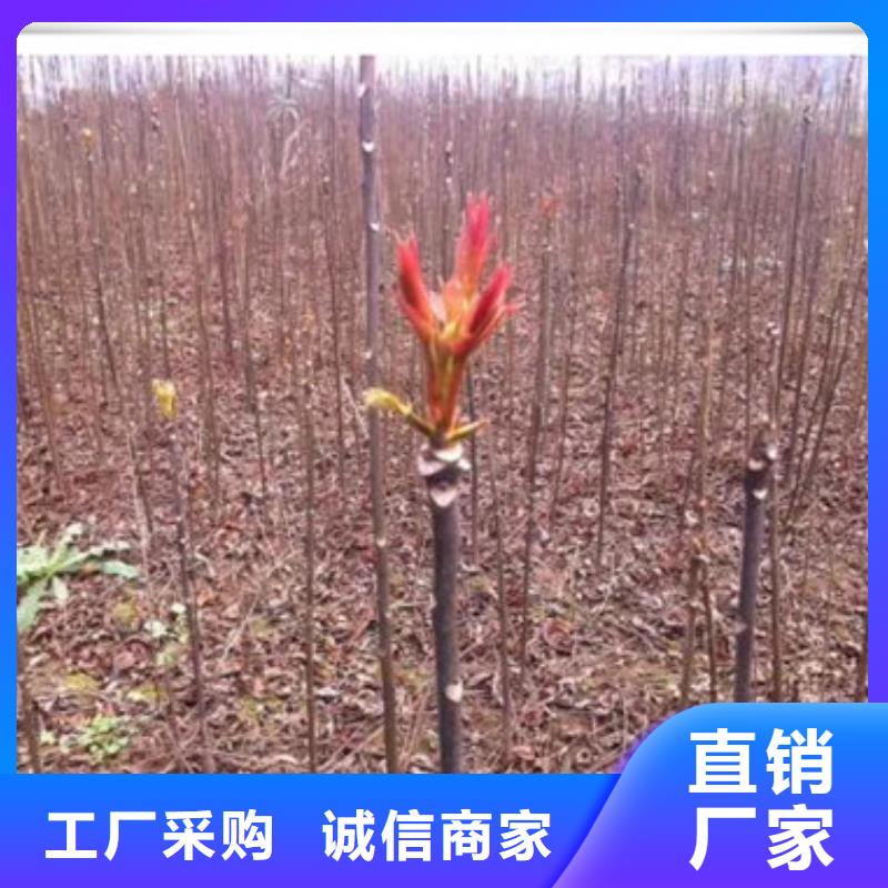 【香椿苗蓝莓苗长期供应】