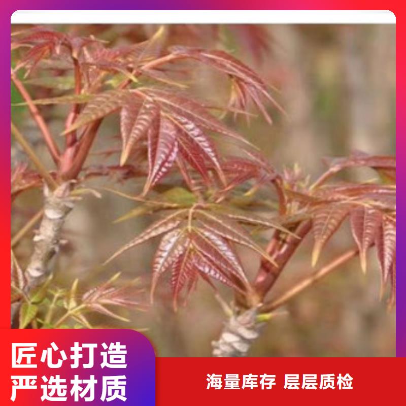 香椿苗,花椒苗全品类现货