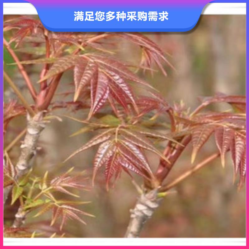 香椿苗花椒苗价格实惠