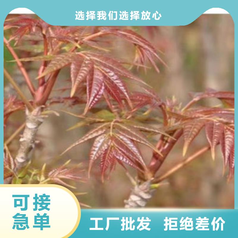 【香椿苗,蓝莓苗工厂直销】