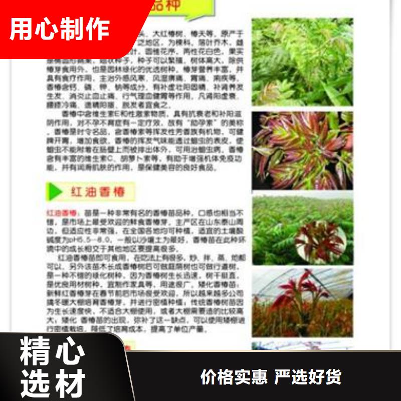 香椿苗板栗苗实体诚信厂家