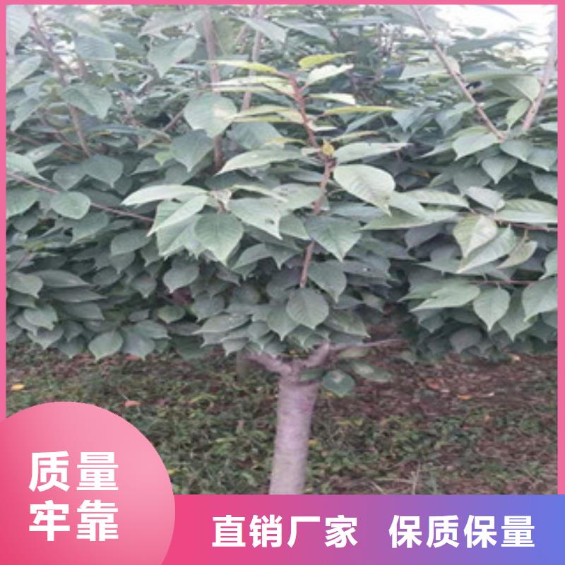 樱花【钙果苗】工厂直供