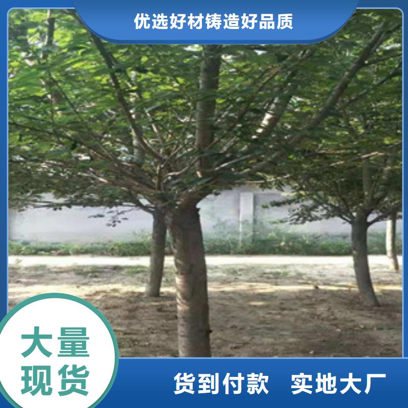 樱花【钙果苗】工厂直供