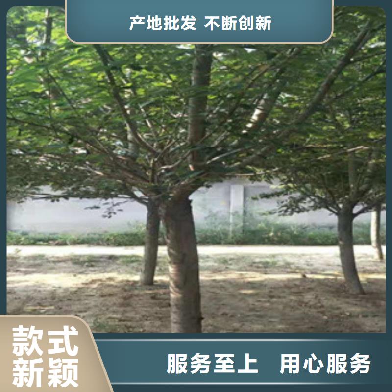 樱花【占地果树】厂家技术完善