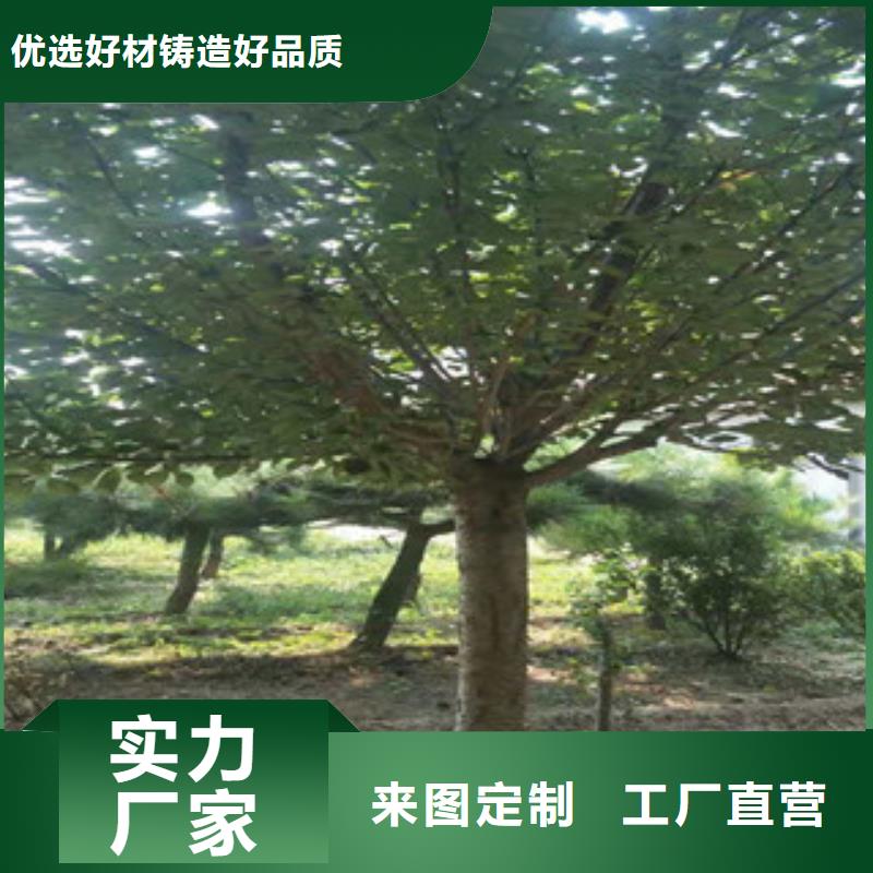 樱花【核桃苗樱花苗长果桑树苗】现货销售