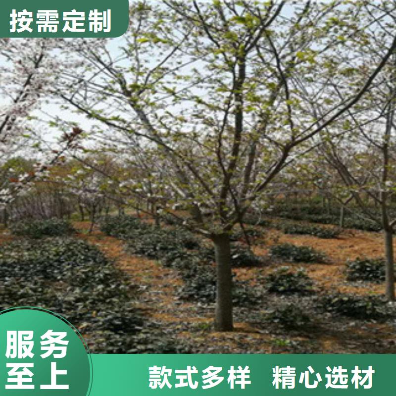 【樱花】核桃苗樱花苗长果桑树苗买的是放心