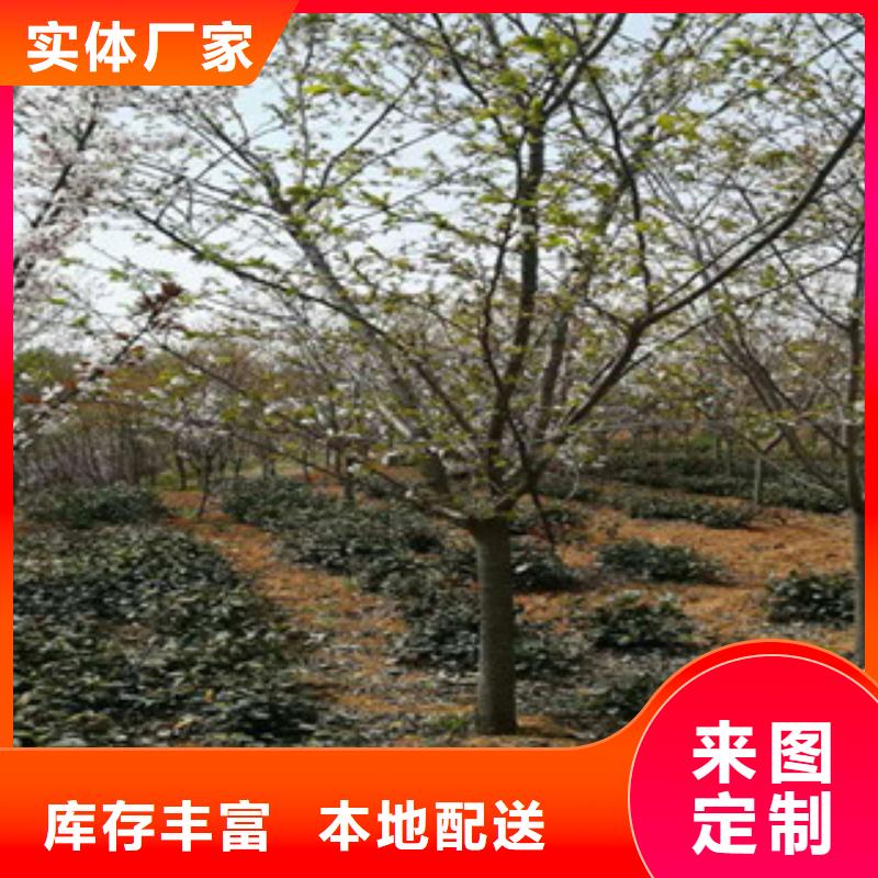 【樱花泰山景松造型景松支持定制批发】