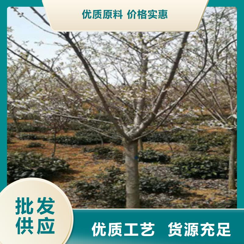 【樱花】核桃苗樱花苗长果桑树苗用心制作