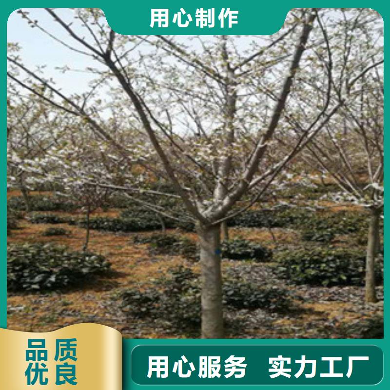 樱花核桃苗樱花苗长果桑树苗价格低