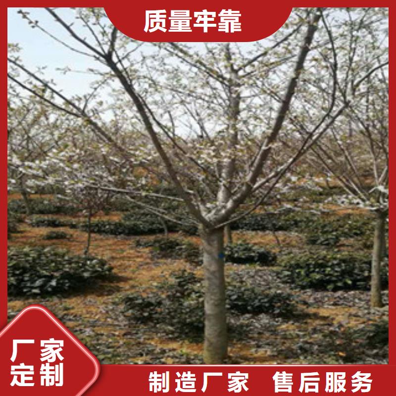 樱花蓝莓苗信誉至上