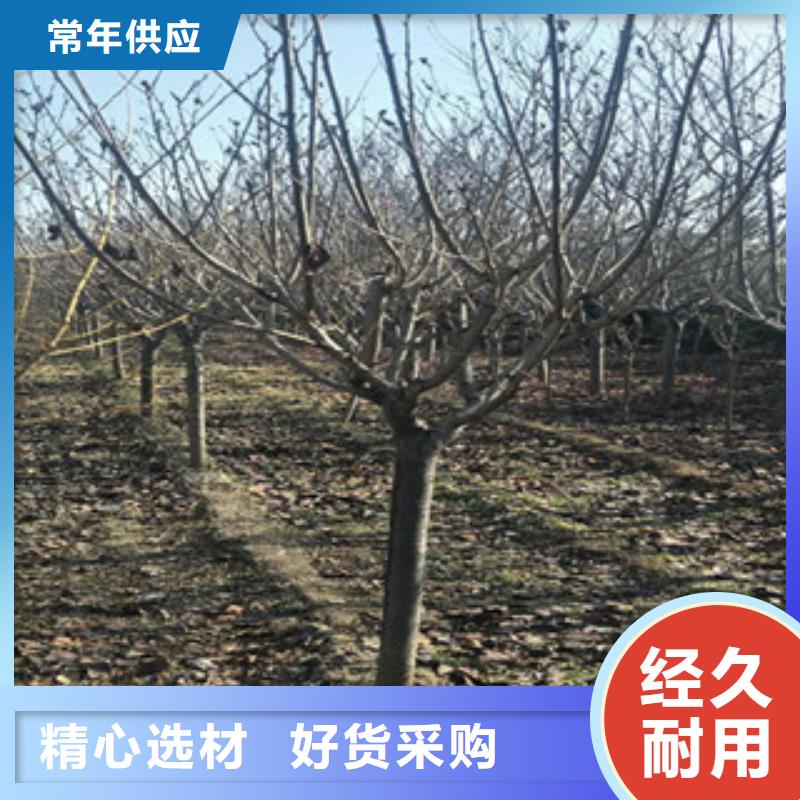 【樱花占地果树质量无忧】