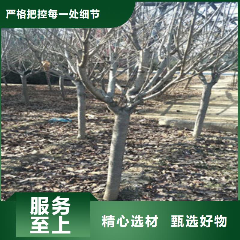 【樱花占地果树质量无忧】