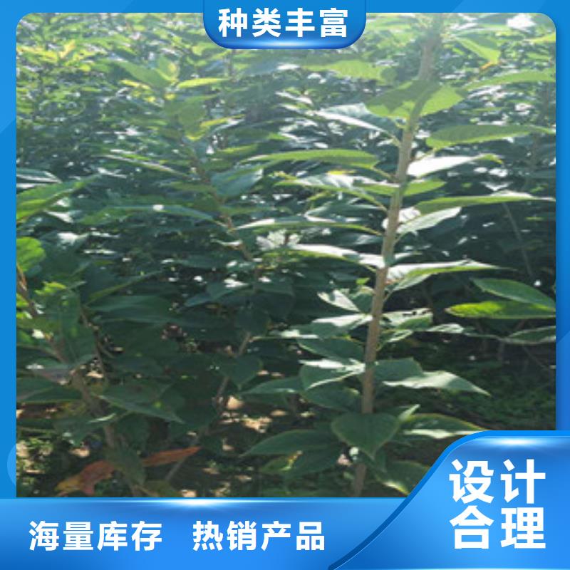 樱花【核桃苗樱花苗长果桑树苗】现货销售