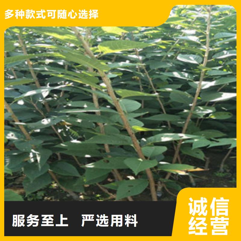 樱花核桃苗樱花苗长果桑树苗高品质现货销售