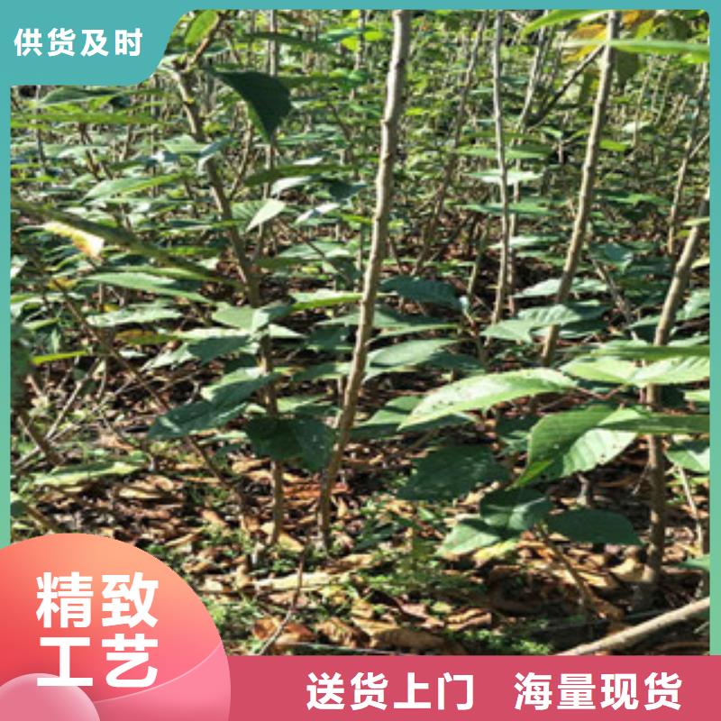 樱花【绿化树绿化工程】厂家直销售后完善