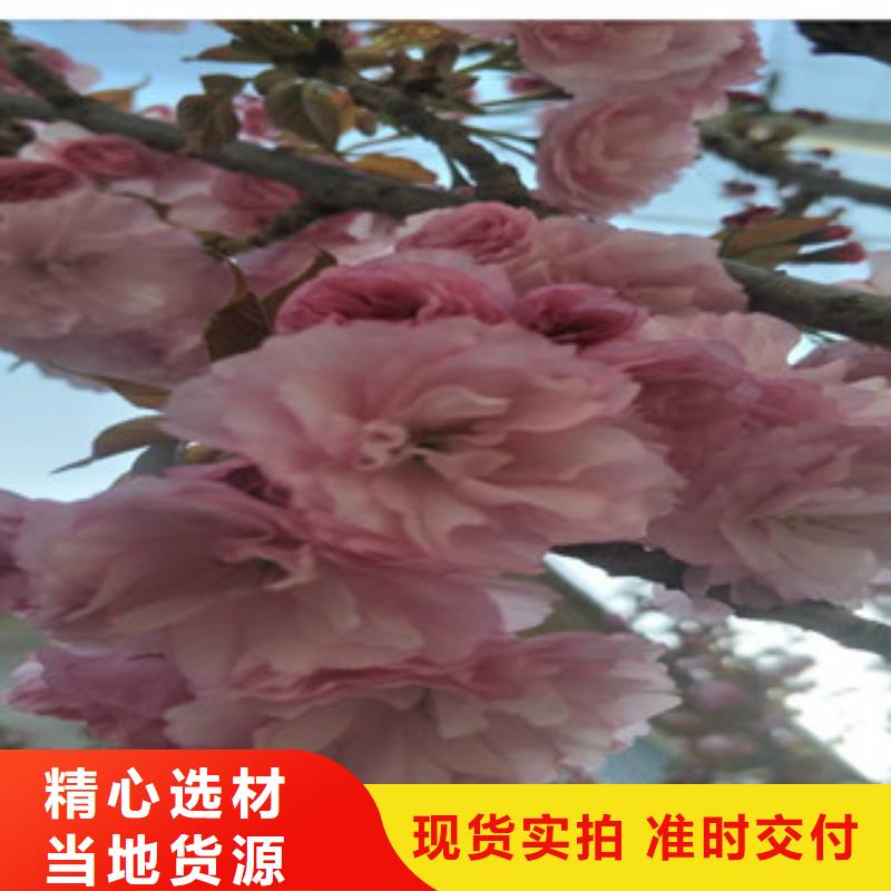 【樱花】碧桃对质量负责