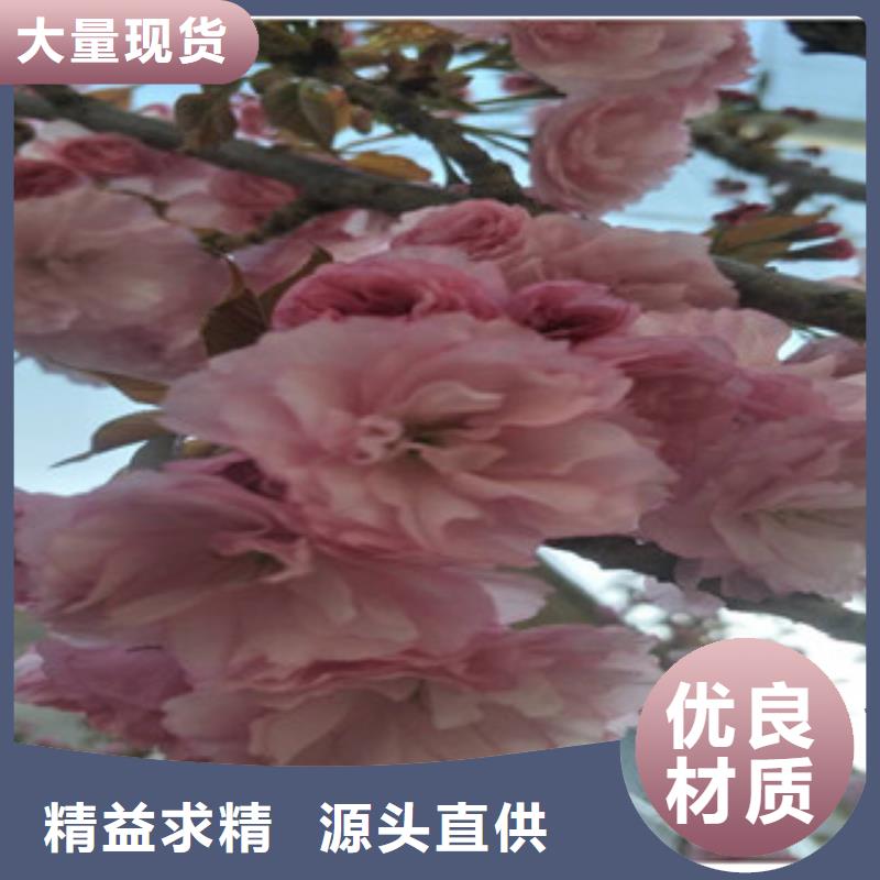 【樱花钙果苗物美价优】