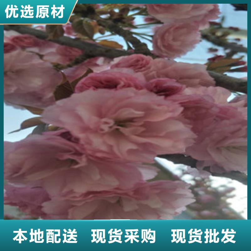 樱花樱桃苗好货采购