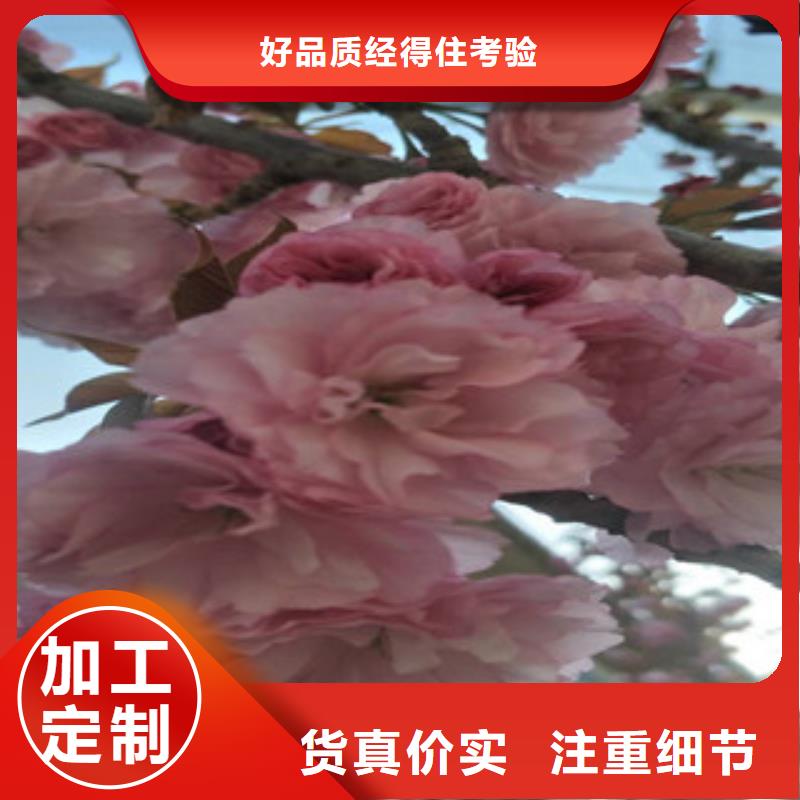 樱花蓝莓苗现货交易