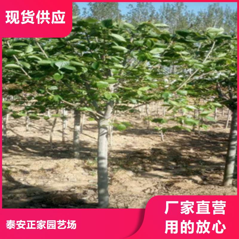 樱花【蓝莓苗】源头厂家量大价优