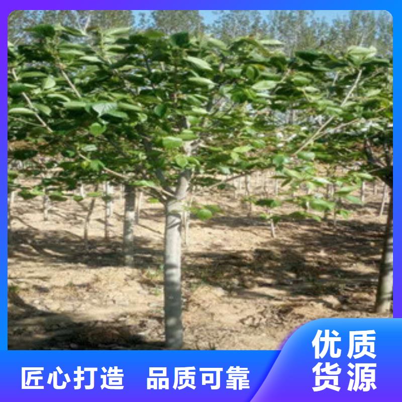 樱花【核桃苗樱花苗长果桑树苗】现货销售