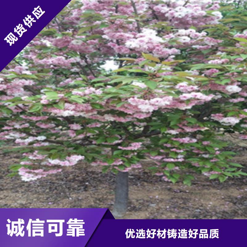 【樱花】蓝莓苗量大从优