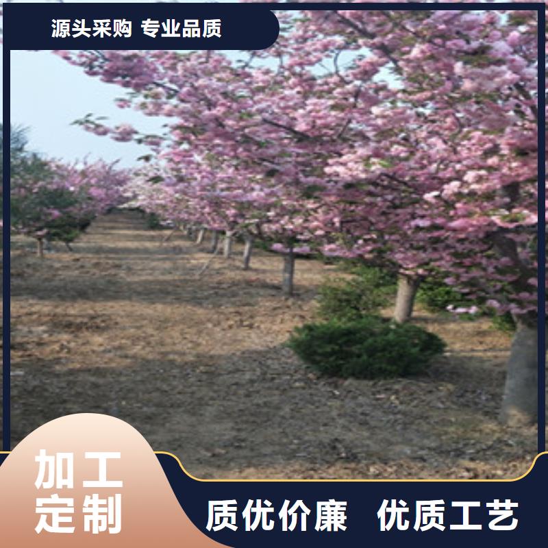 【樱花_蓝莓苗常年供应】