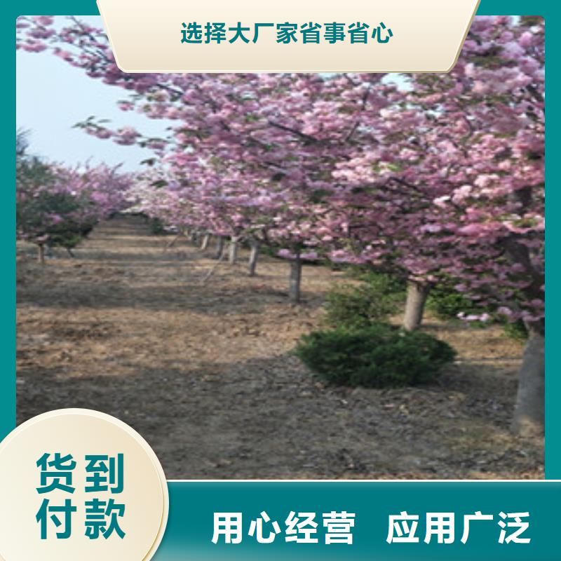 【樱花泰山景松造型景松制造生产销售】