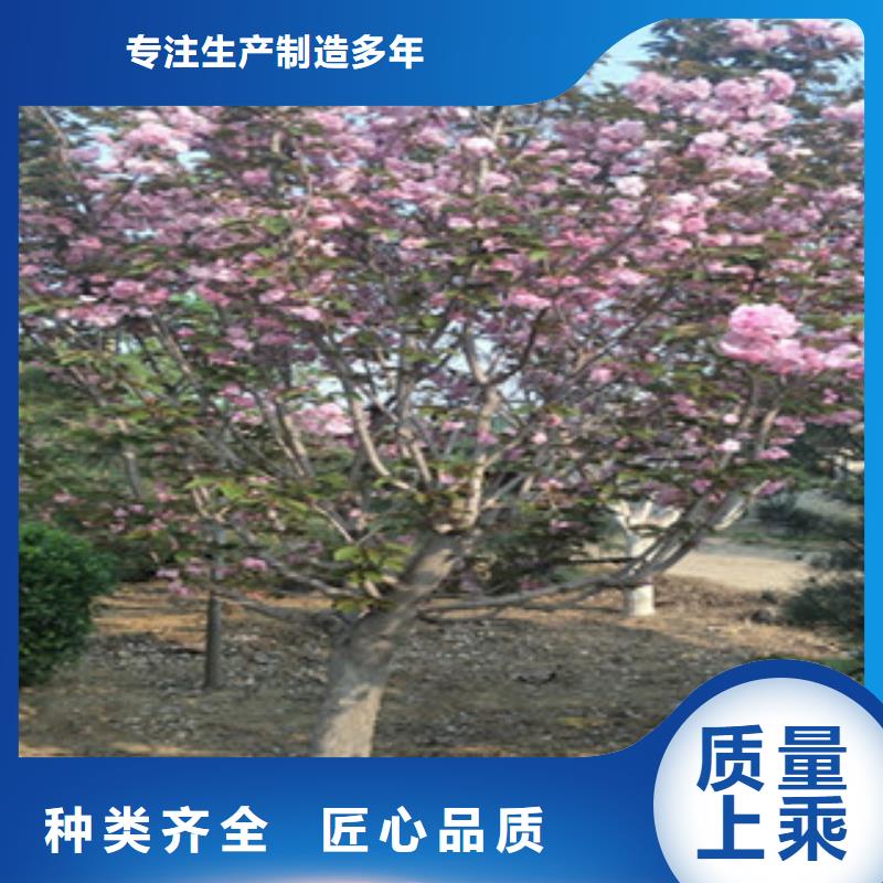 【樱花】蓝莓苗生产厂家
