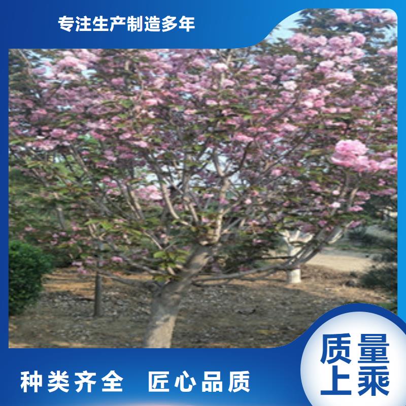 樱花【核桃苗樱花苗长果桑树苗】现货销售