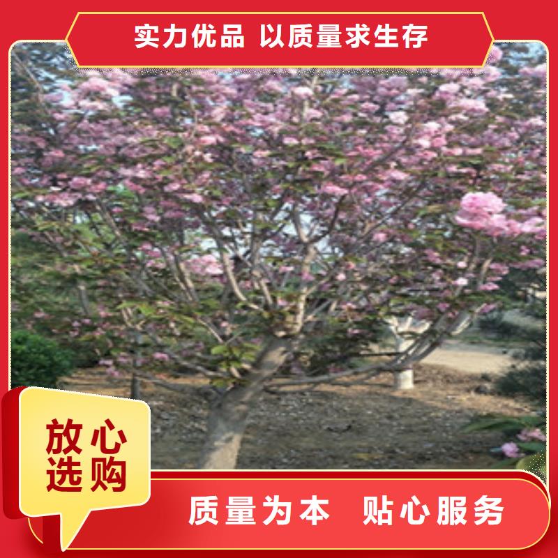 【樱花】占地果树厂家实力雄厚