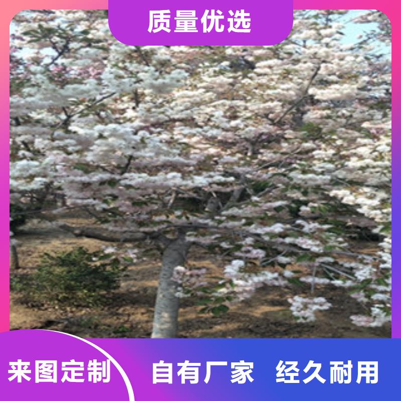 樱花【占地果树】厂家技术完善