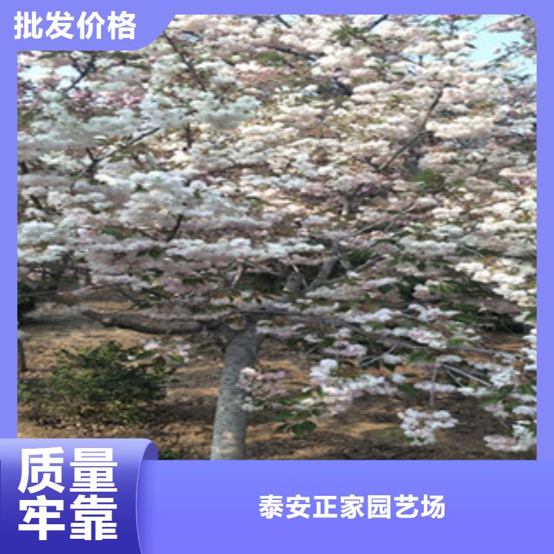 樱花泰山景松造型景松专注细节专注品质