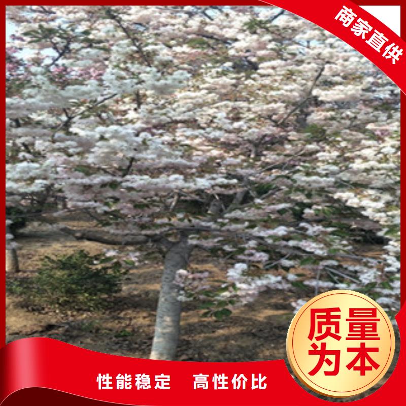 【樱花_蓝莓苗常年供应】