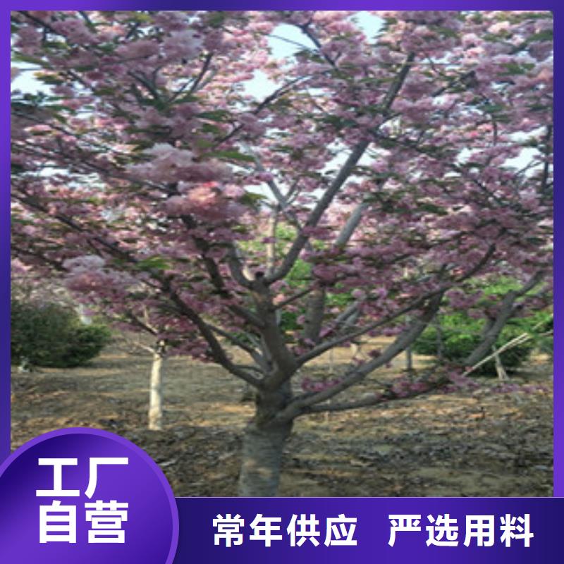 【樱花占地果树厂家拥有先进的设备】