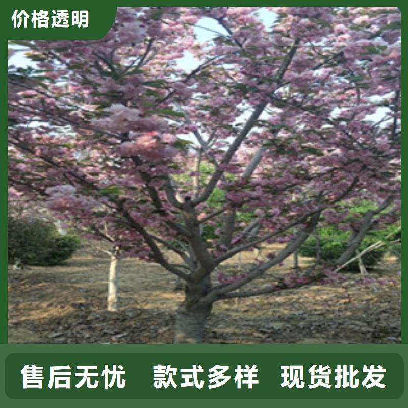 【樱花泰山景松造型景松您想要的我们都有】