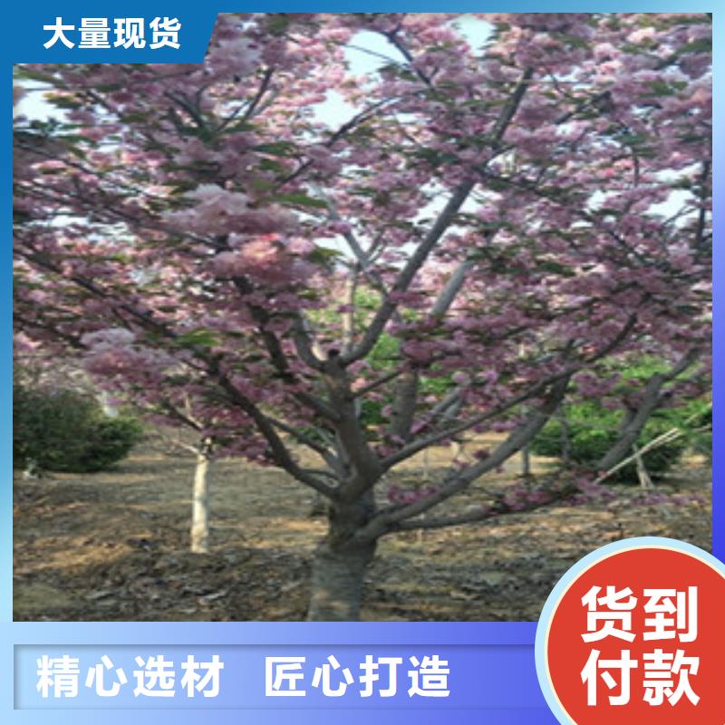 【樱花】蓝莓苗生产厂家