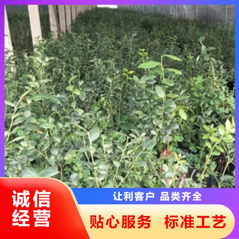 【蓝莓苗】-绿化树绿化工程源头工厂