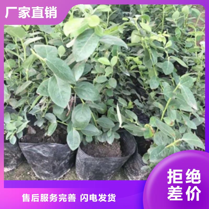 蓝莓苗核桃苗樱花苗长果桑树苗来图定制量大从优