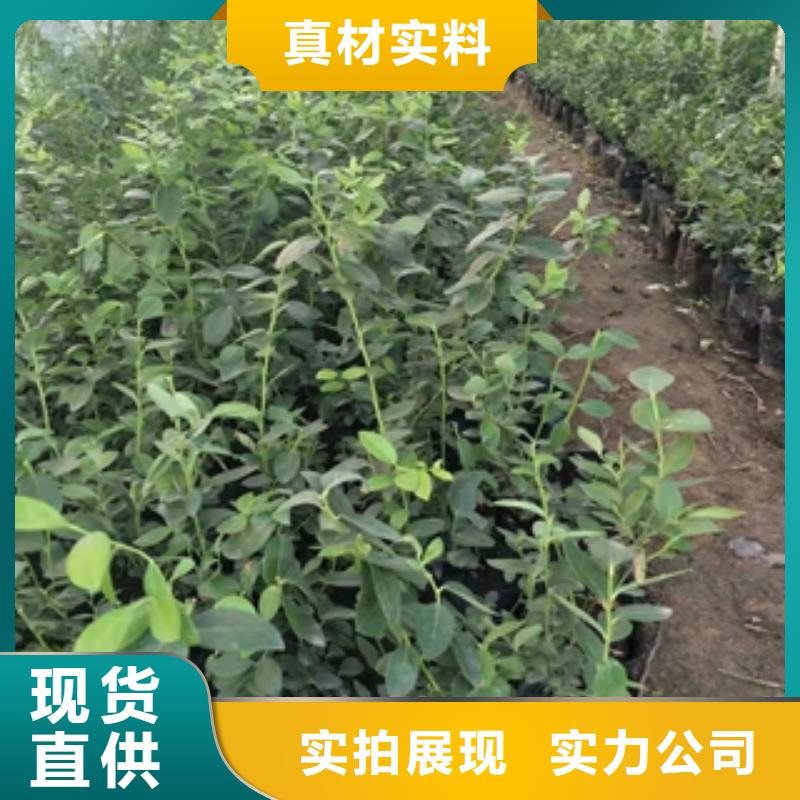 蓝莓苗核桃苗樱花苗长果桑树苗可定制有保障