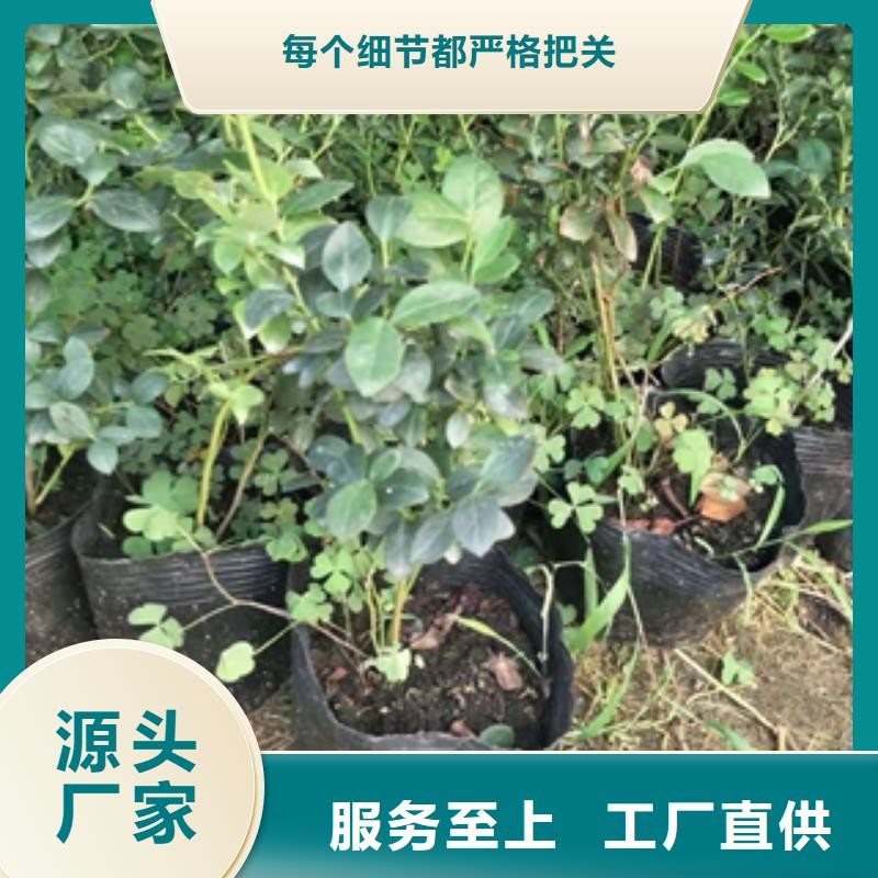 【蓝莓苗】,占地果树质量层层把关