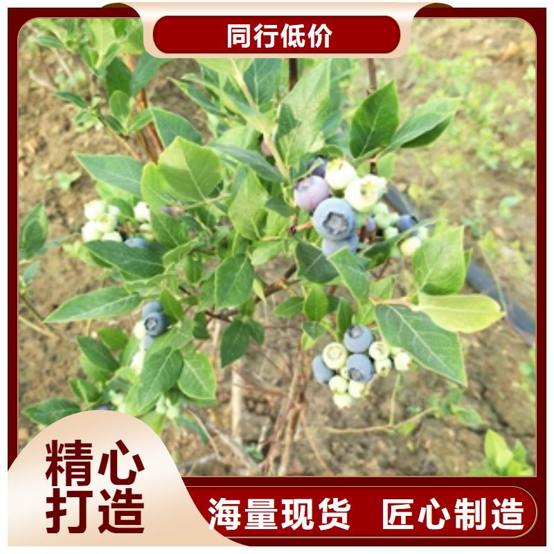 蓝莓苗-绿化树绿化工程量大从优