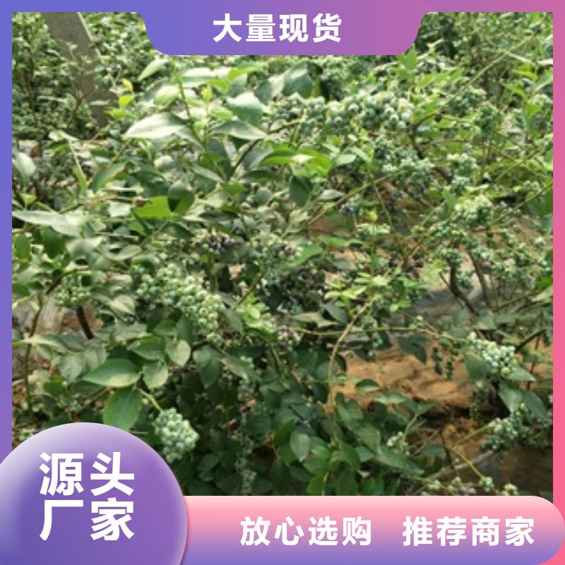 【蓝莓苗-绿化树绿化工程售后无忧】