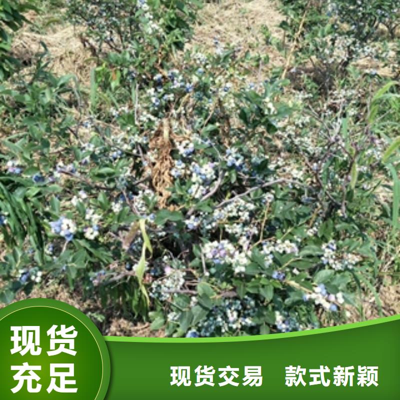 蓝莓苗核桃苗樱花苗长果桑树苗高品质现货销售