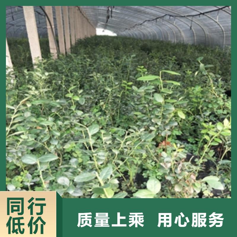 蓝莓苗核桃苗樱花苗长果桑树苗好厂家有担当