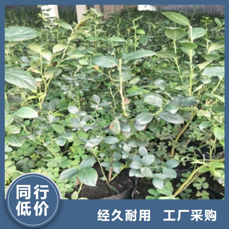 【蓝莓苗】,占地果树质量层层把关