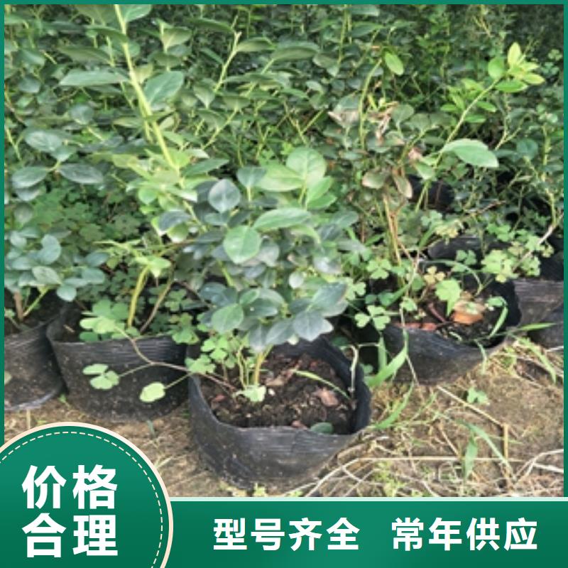 蓝莓苗国槐实力商家