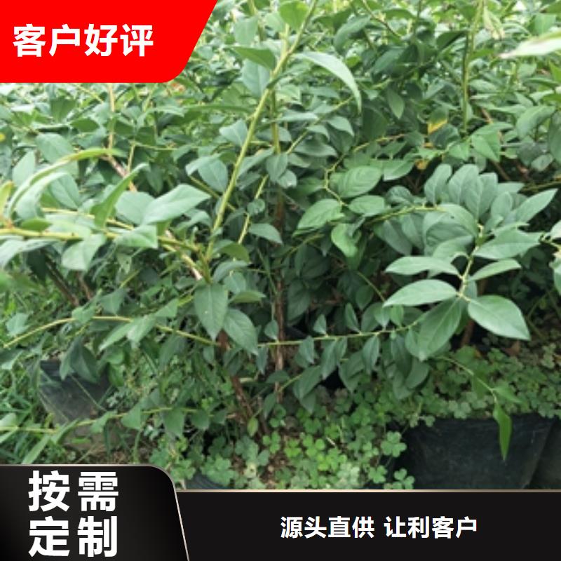 蓝莓苗占地果树源头厂家量大价优